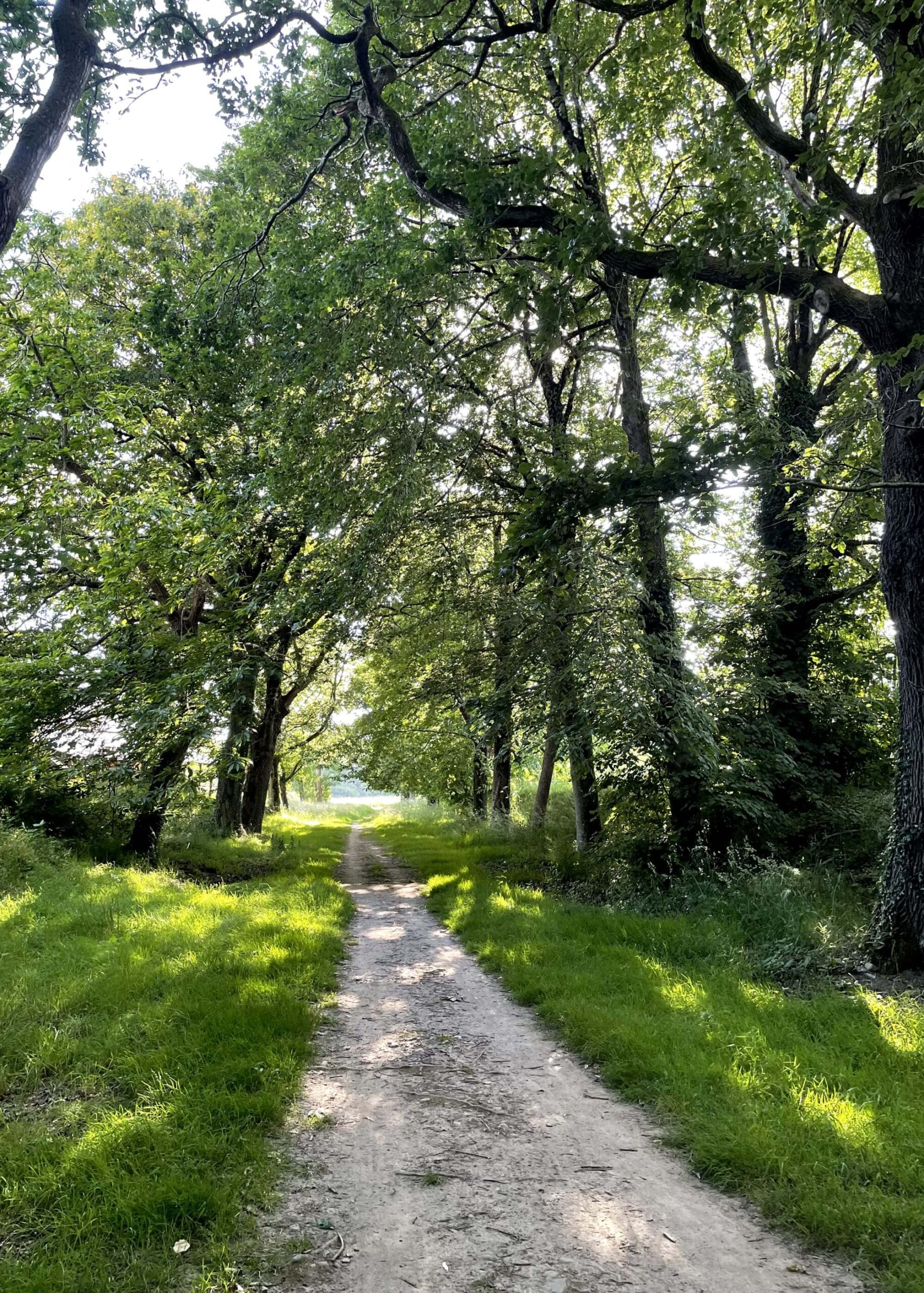 Chemin de terre ensoleillé au milieu de la forêt