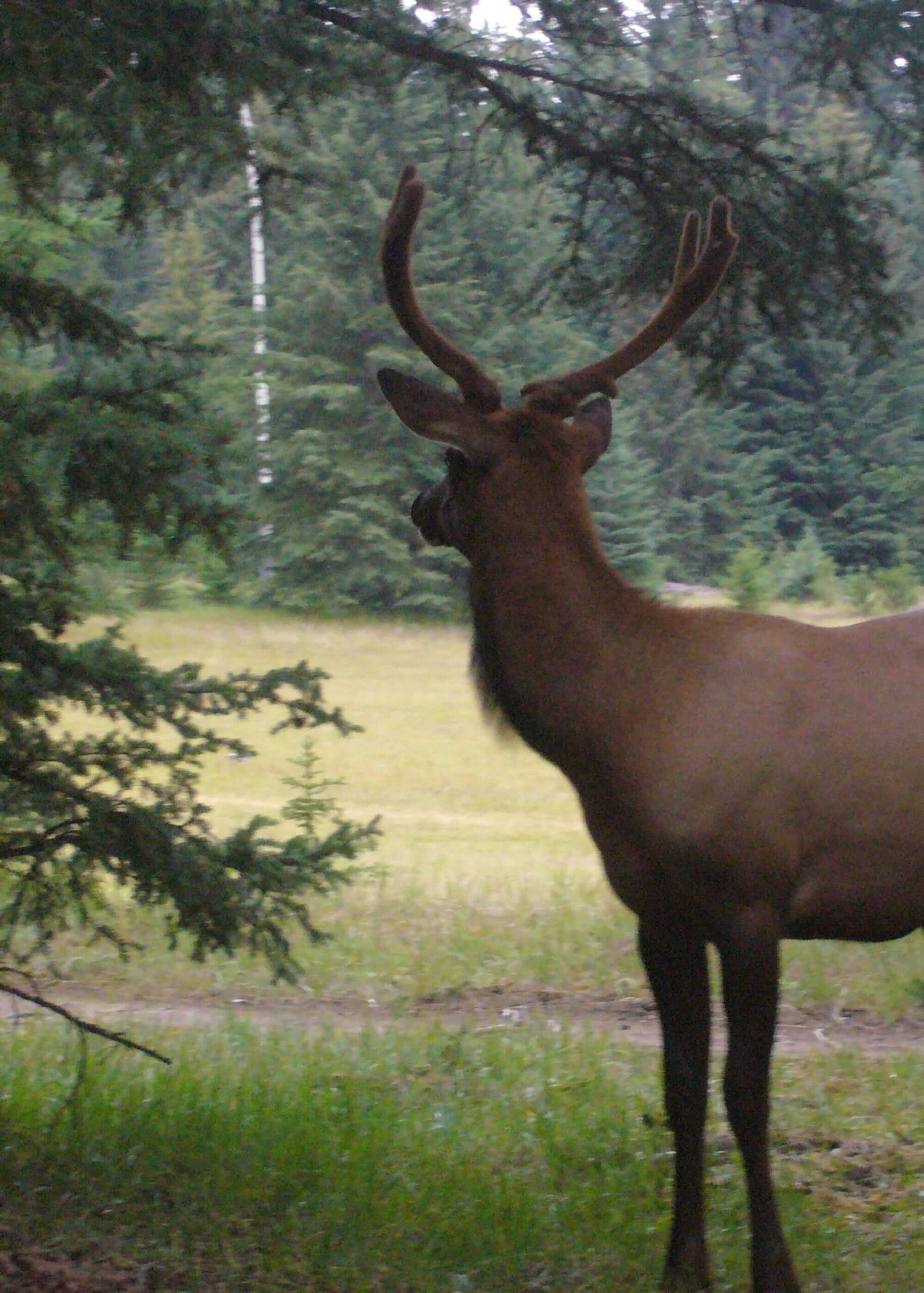 Jeune cerf vu de dos en lisière de forêt